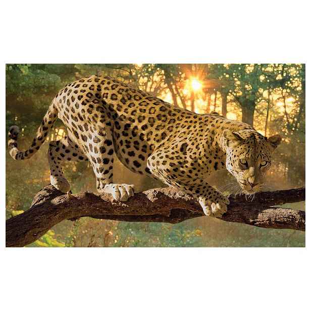 Fototapeta Leopard džungle africká bdělost tropy slunce 208x146 lepidlo