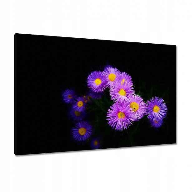 Obrazy 120x80 Fialové květy aster