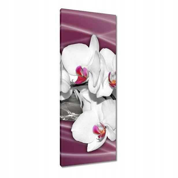Obrazy 40x100 Bílé orchideje na růžovém pozadí