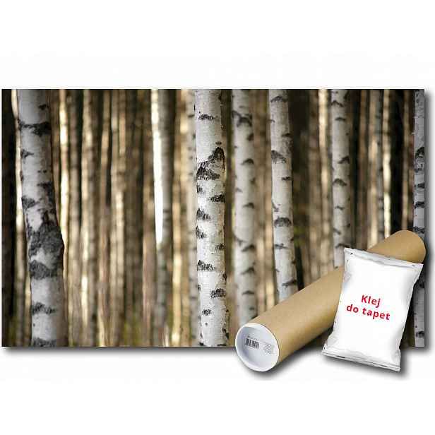 Vinylová fototapeta Les Březové kmeny Příroda 3D 152x104