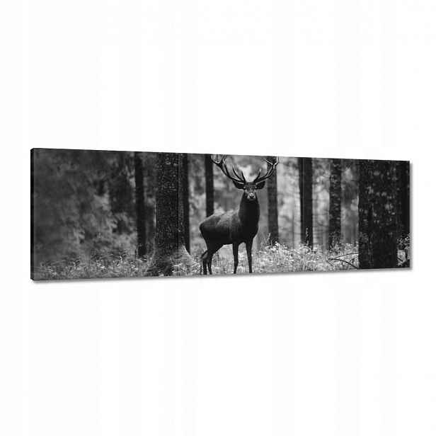 Obrazy 120x40 Jelen v lese B&w