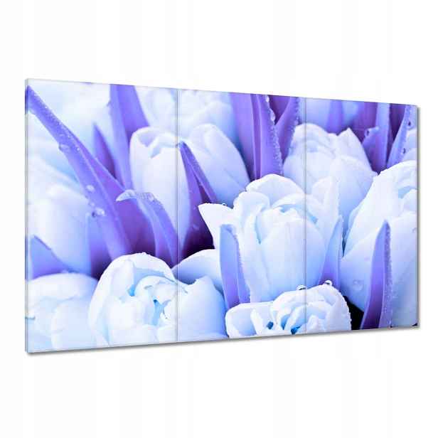 Obrazy 120x80 Modré tulipány