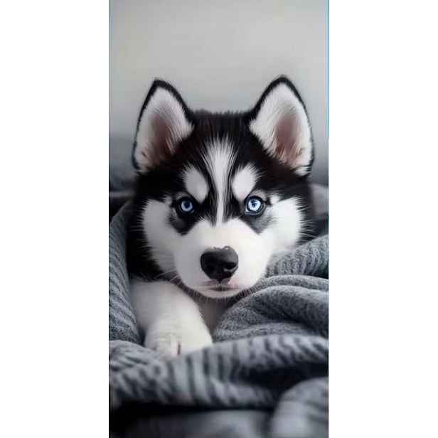 Ručník Husky Malamute Pes Štěně Plážový Ručník 75x150