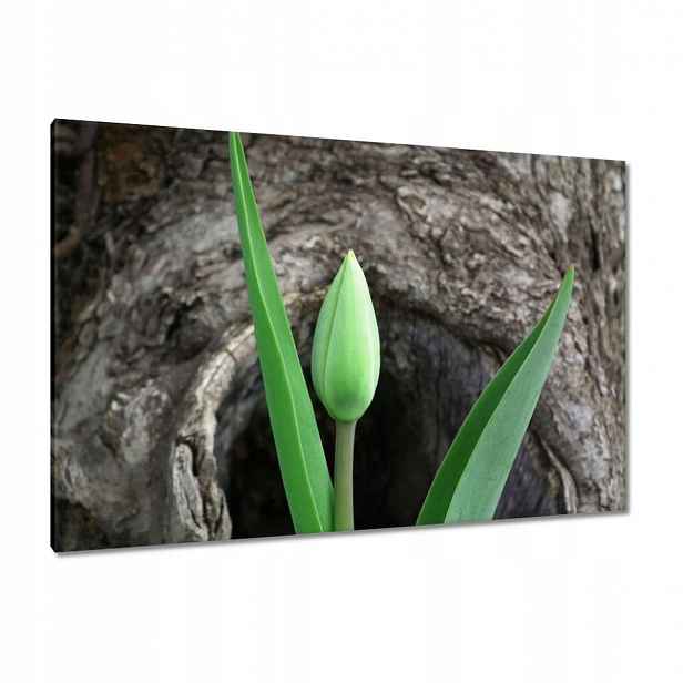 Obrazy 120x80 Zelený tulipán