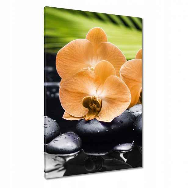 Obrazy 60x90 Oranžové orchideje