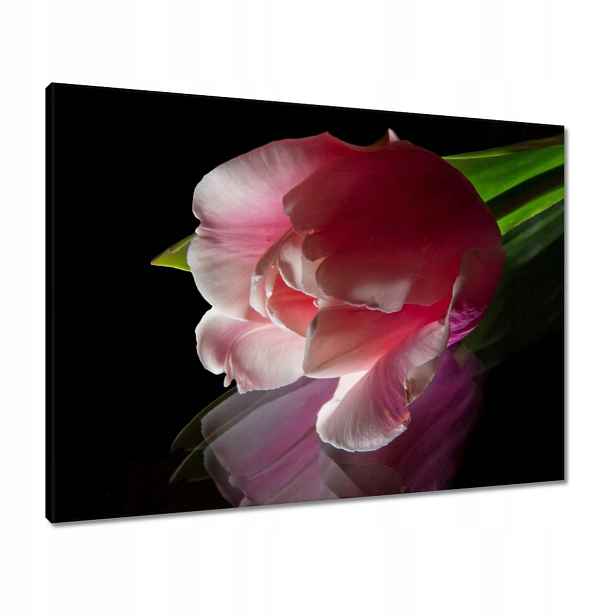 Obrazy 80x60 Růžový květ Tulipán