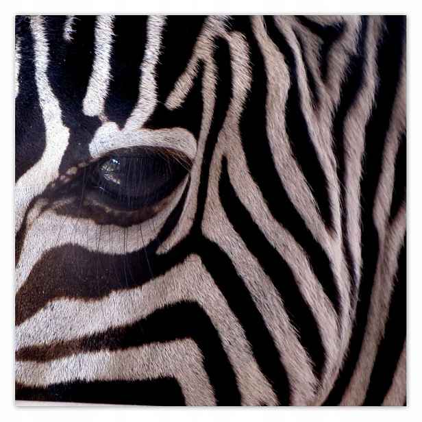 Plakáty 140x140 Makro fotografie zebra
