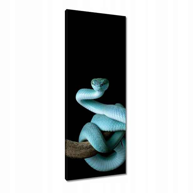 Obrazy 40x100 Modrý viper snake