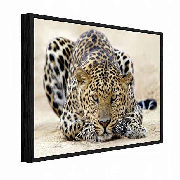 Wallarena ZARÁMOVANÉ obrazy Lampard Animals Béžová 60x40 cm
