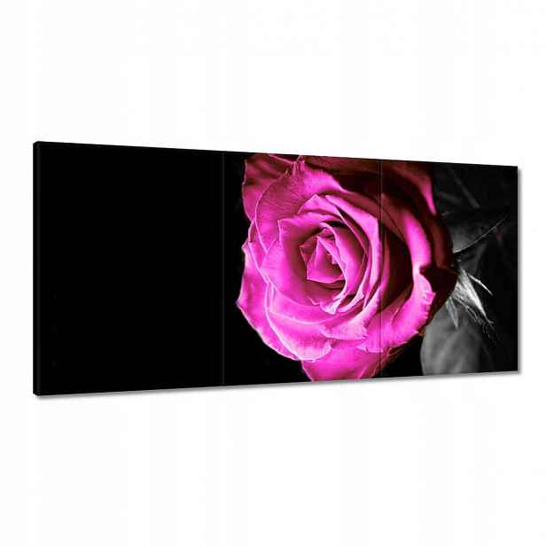 Obrazy 120x60 Růže ve fialové barvě
