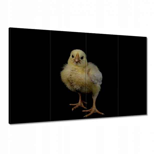 Obrazy 120x80 Malý žlutý kuřátko