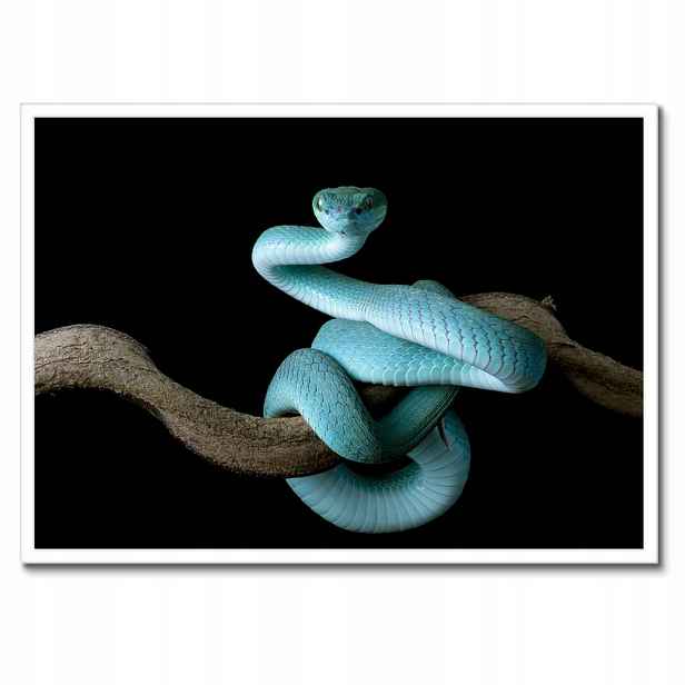 Plakáty v rámu 70x50 Modrý viper snake