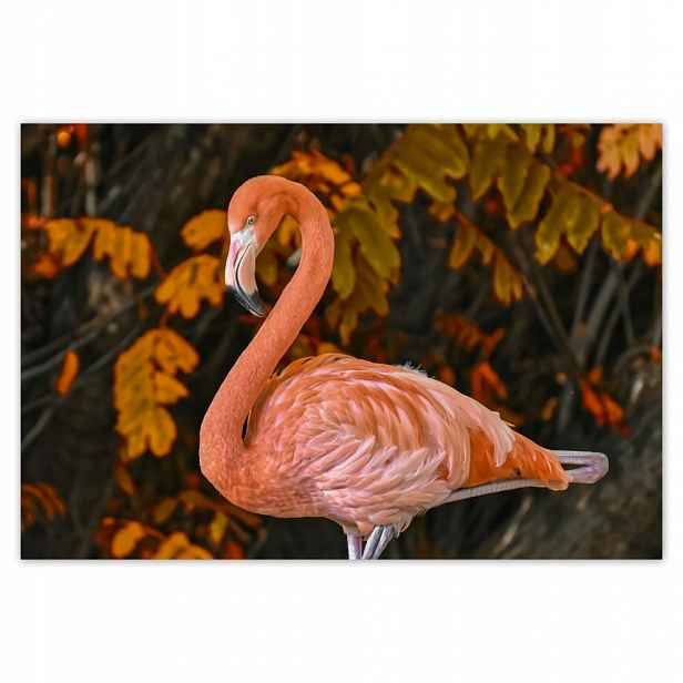 Fototapety flizelina 104x70 Krásný plameňák