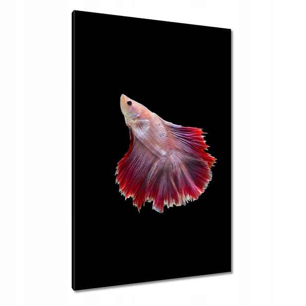 Obrazy 80x120 Červená siamská rybka