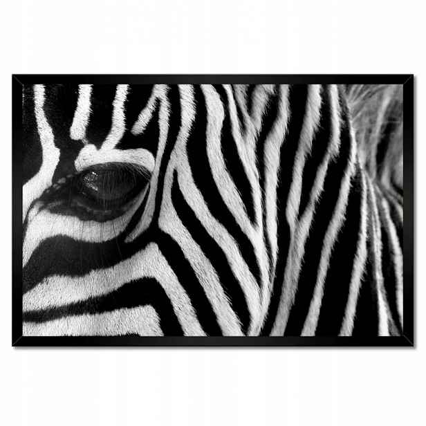 Plakáty v rámu 60x40 Černobílé pruhy Zebra