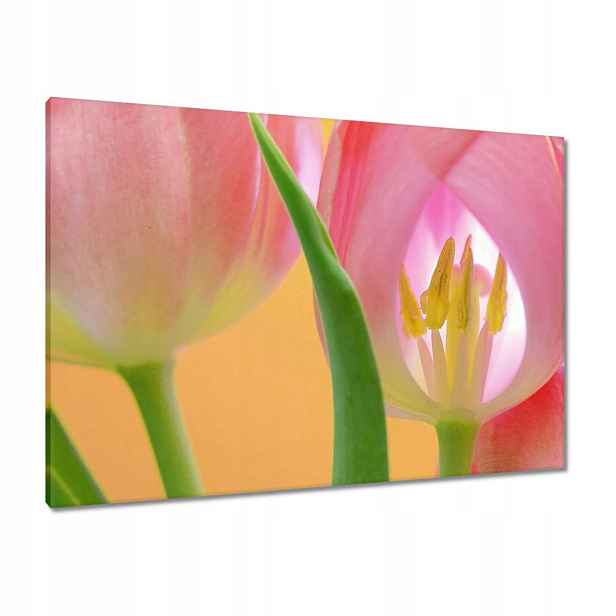 Obrazy 100x70 Růžové tulipány