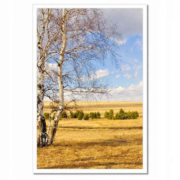 Plakáty v rámu 40x60 Bříza na poli Krajina