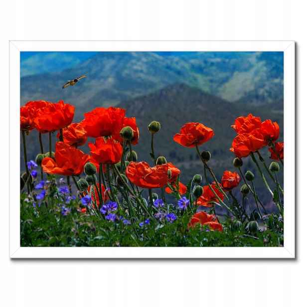 Plakáty v rámu 40x30 Červené máky Květiny