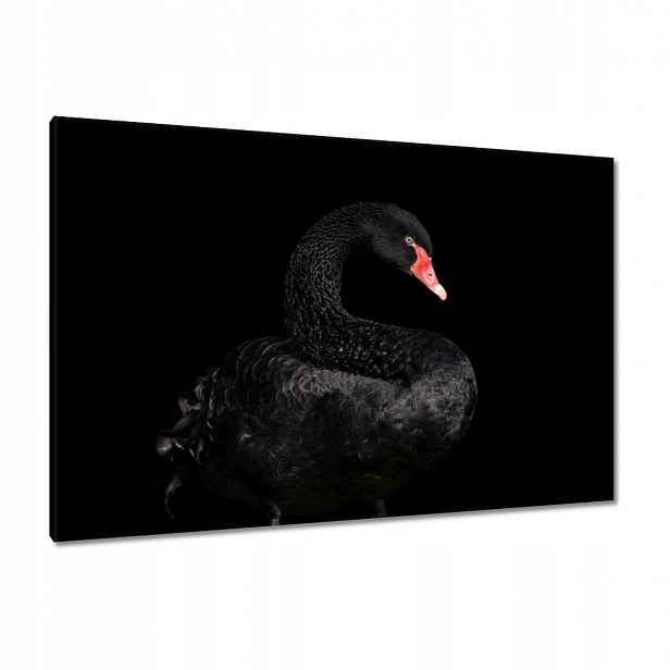 Obrazy 120x80 Černá labuť Austrálie