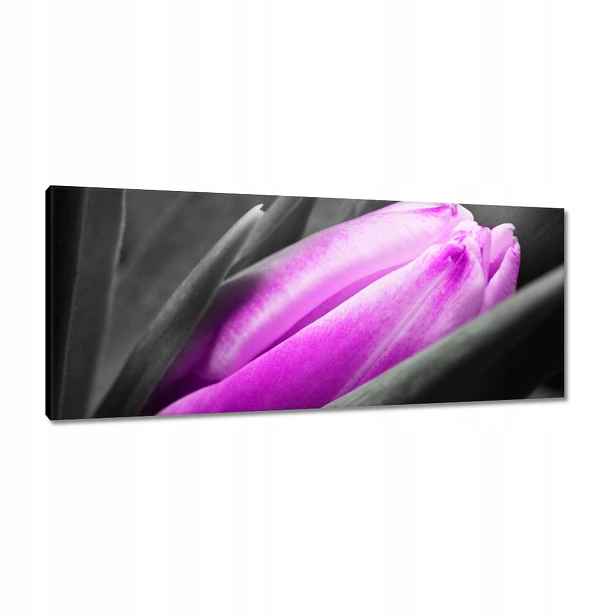 Obrazy 100x40 Fialový tulipán