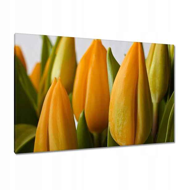 Obrazy 120x80 Žluté tulipány