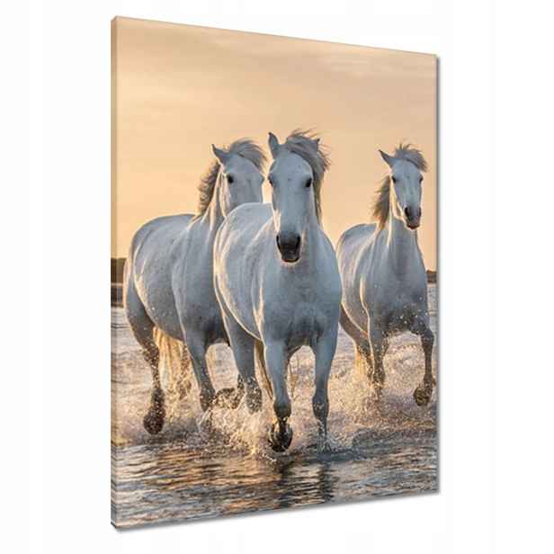 Obrazy 60x80 Divocí koně Wild Horses