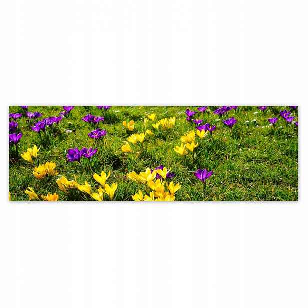 Plakáty 200x66 Krokusy na louce