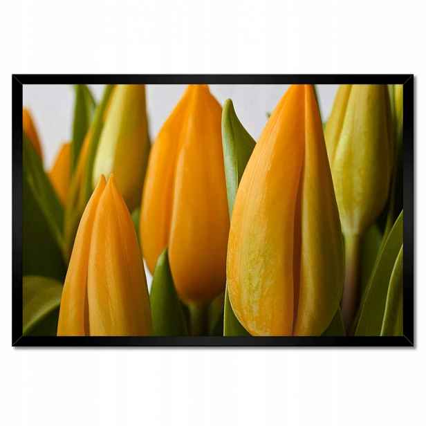 Plakáty v rámu 60x40 Žluté tulipány