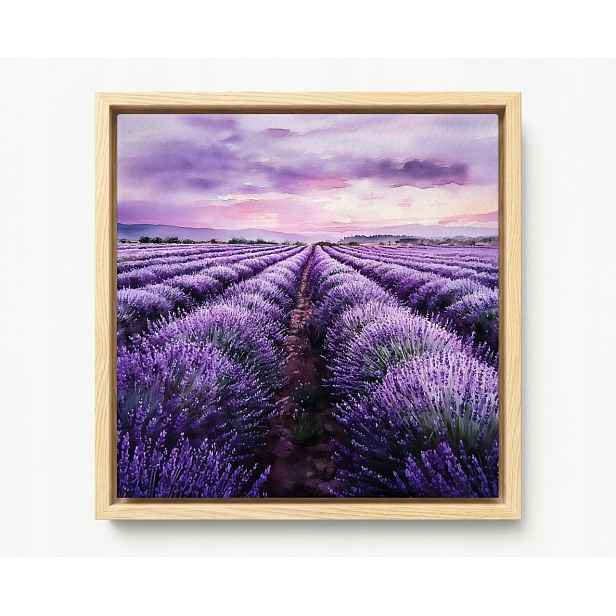 Obraz Rám Americký Box Krajina Pole Plantáž Květiny Levandule Fialová 60x60