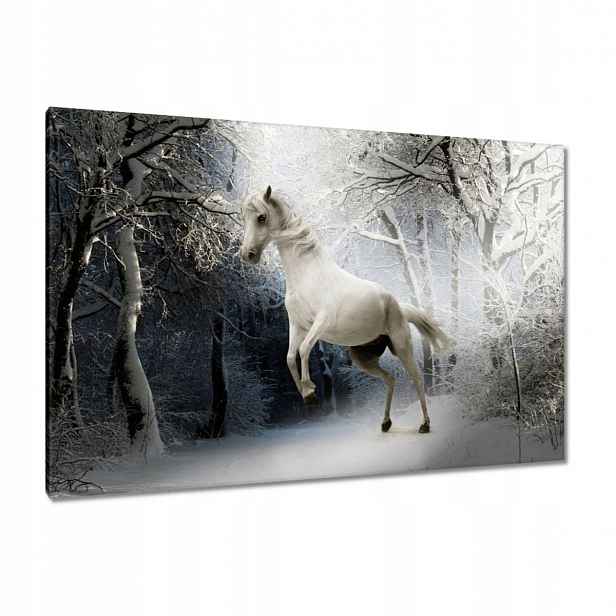 Obrazy 120x80 Bílý rumák