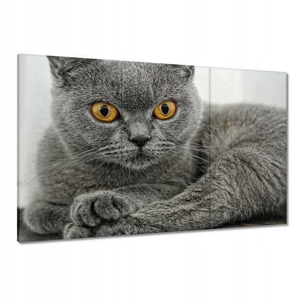 Obrazy 120x80 Britská krátkosrstá kočka