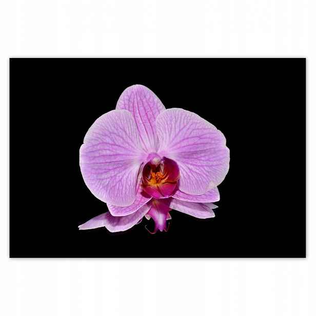 Plakáty 185x125 Fialový orchidej