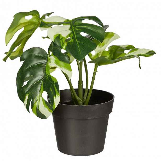 Butlers FLORISTA Monstera bílá v květináči 20 cm