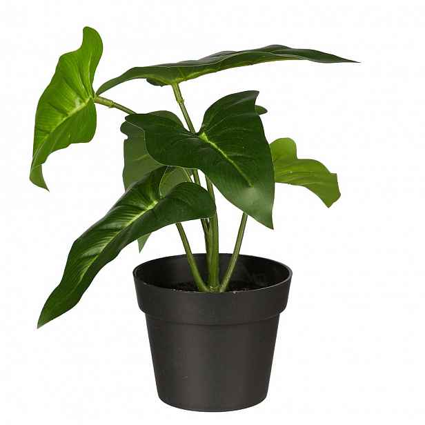 Butlers FLORISTA Filodendron v květináči 20 cm