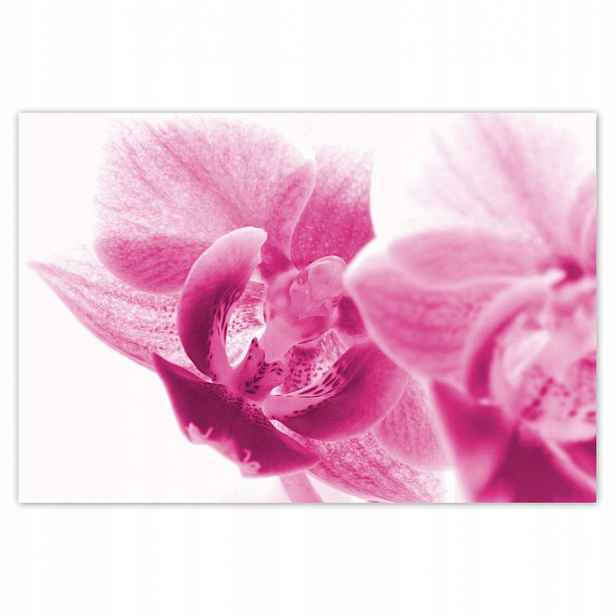 Plakáty 185x125 Orchidej Květiny
