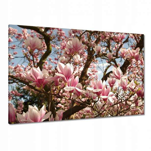 Obrazy 100x70 Magnolie Květiny Světle Modrá