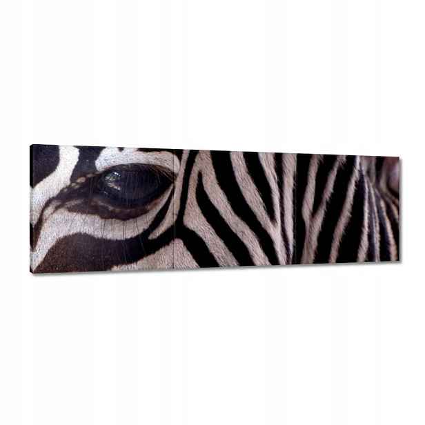 Obrazy 120x40 Makro fotografie zebra