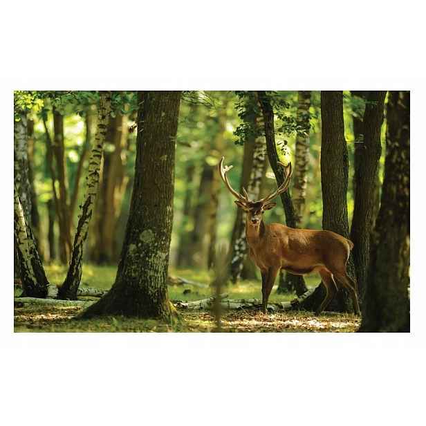 Fototapeta Jelen V Lese Stromy Příroda Zvířata Pohled Tapeta 312x219