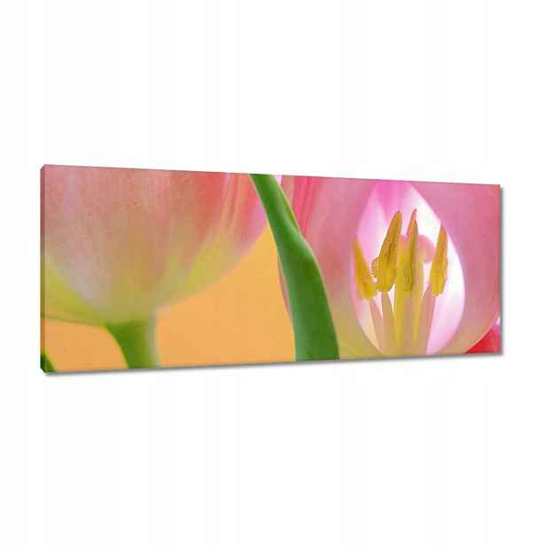 Obrazy 100x40 Růžové tulipány