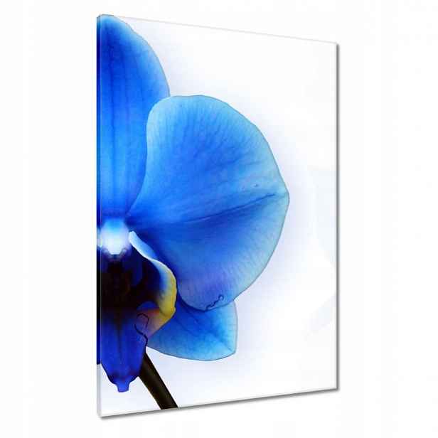 Obrazy 70x100 Modrý orchidej