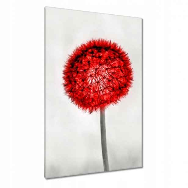 Obrazy 80x120 Červený pampeliška