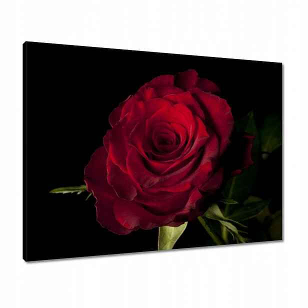 Obrazy 80x60 Červená růže