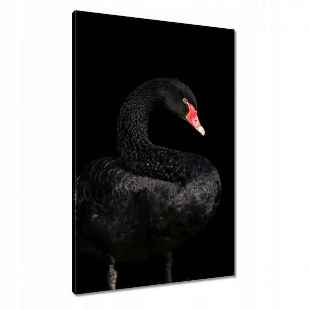 Obrazy 60x90 Černá labuť Austrálie
