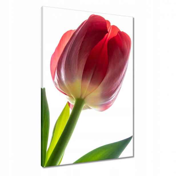 Obrazy 60x90 Červený tulipán Květina