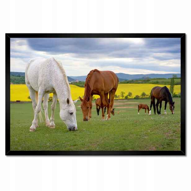 Plakáty v rámu 60x40 Koně na louce Koně Kůň