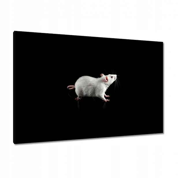 Obrazy 120x80 Bílá malá myš