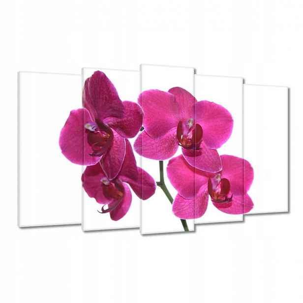Obrazy 100x60 Fialový orchidej