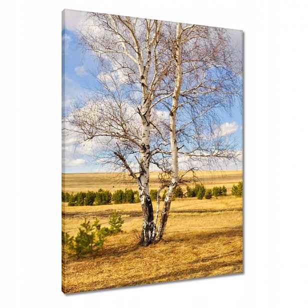 Obrazy 60x80 Bříza na poli Krajina