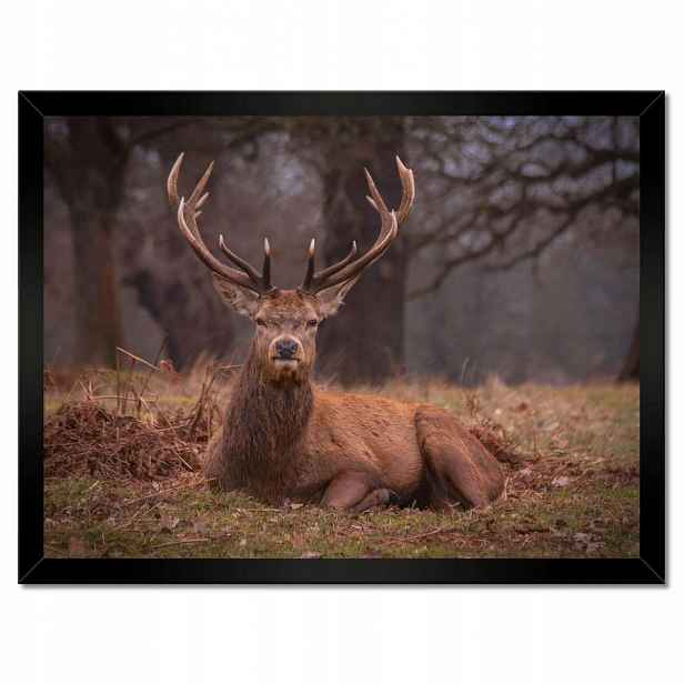 Plakáty v rámu 40x30 Jelen Jelení paroháč