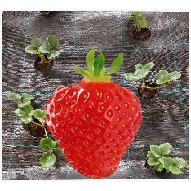 agrotextilie Otvory Pro Jahody Okurky 1,1x50 m